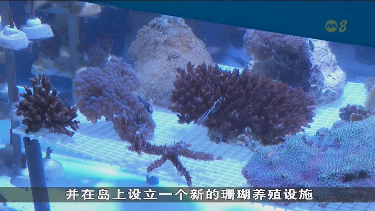 珊瑚 鹿角珊瑚| 香港海洋公园