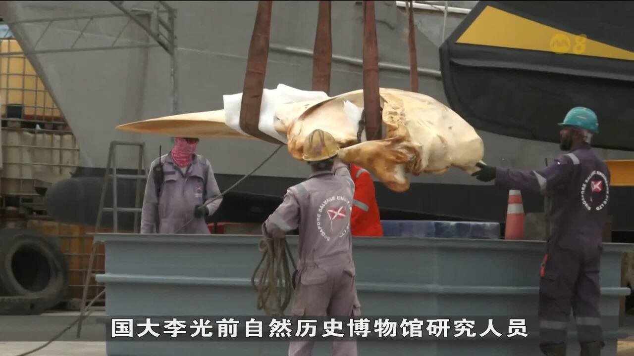 鲸骸解剖研究公布罕见生物信息有助国际评估保育- 8world