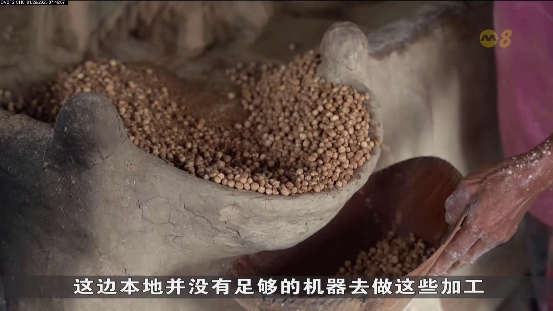 狮城有约 | 新马古老缘分：砂拉越的硕莪产业