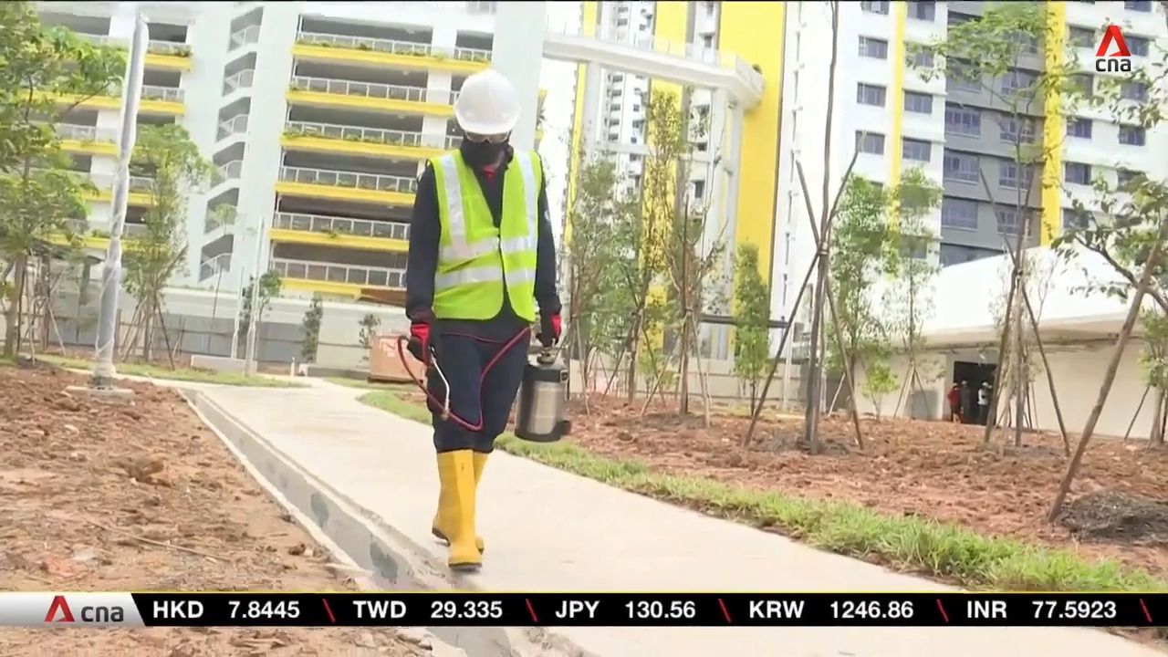 Immediate action needed to fight dengue as cases this month expected to  break weekly record high: NEA | Video