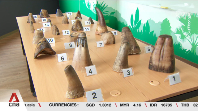 Singapore seizes record 35.7kg of smuggled white rhino horns worth